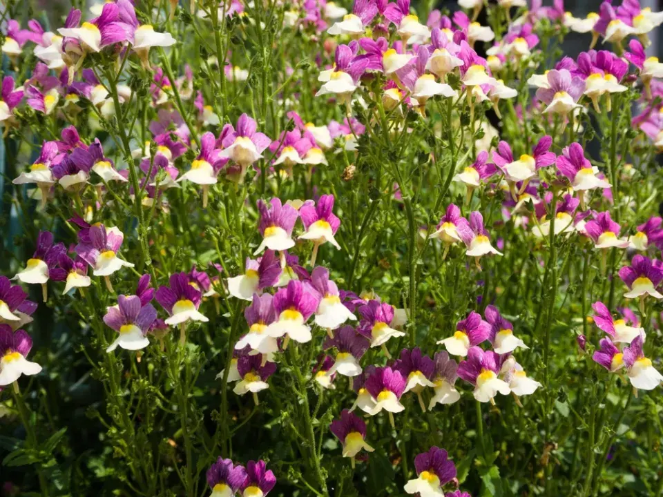 Lnice marocká (Linaria maroccana)