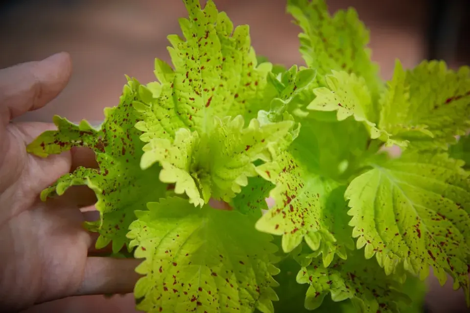 africká kopřiva (Coleus scutellarioides)