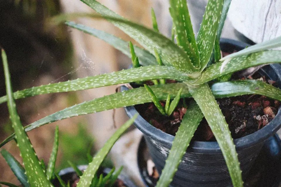 Péče o aloe vera