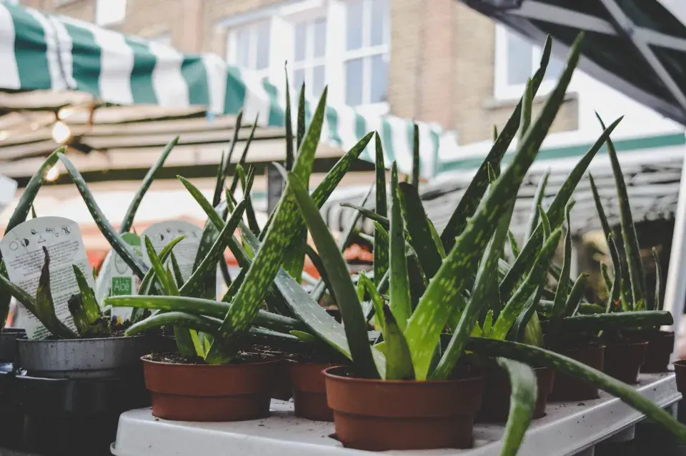 Péče o aloe vera
