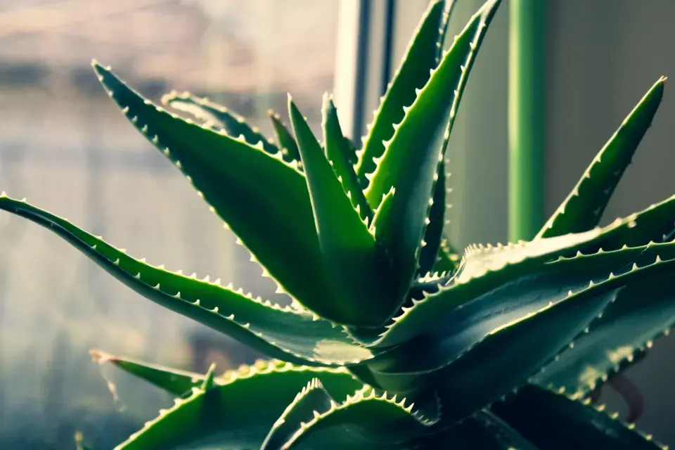 Péče o aloe vera