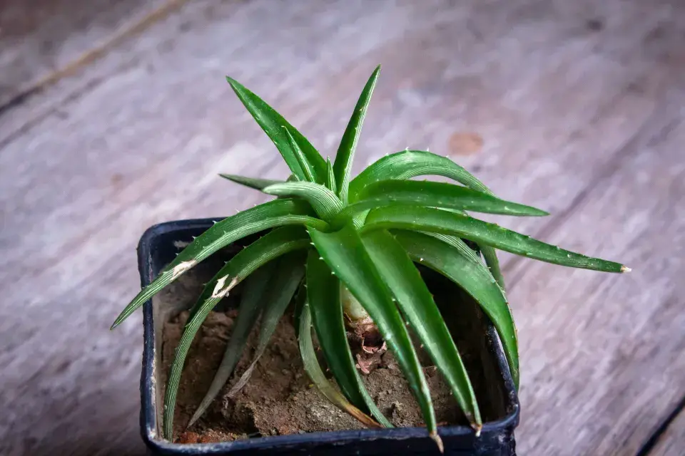 Péče o aloe vera