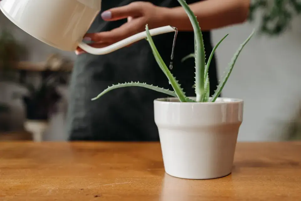 Péče o aloe vera