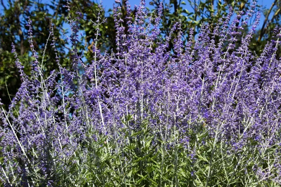 Aromatická rostlina