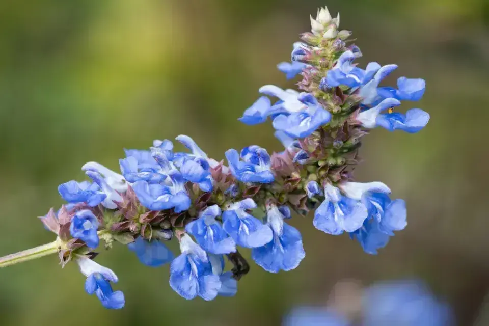 Aromatická rostlina