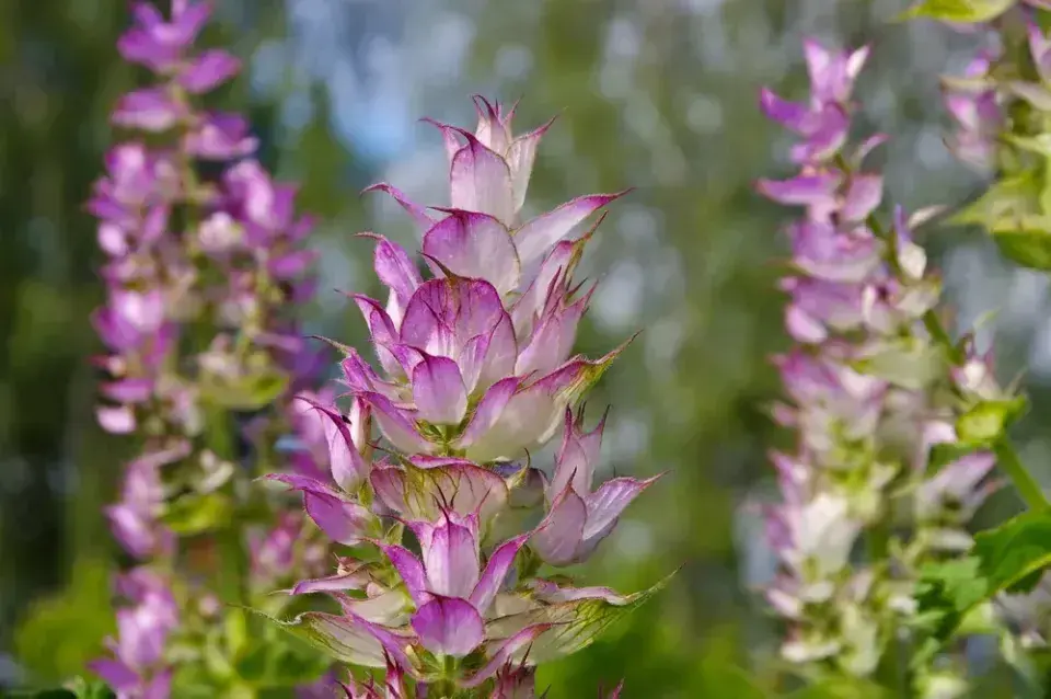 Aromatická rostlina