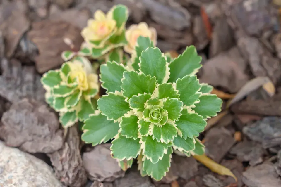 Rozchodník takesimenský (Sedum takesimense) 'Atlantis' 