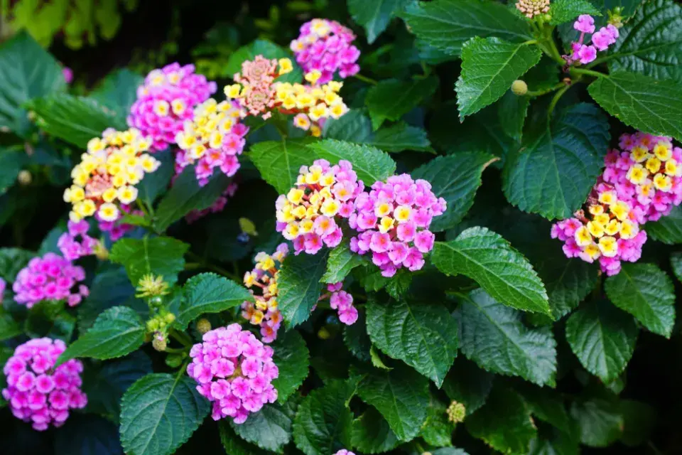 lantana neboli libora měňavá (Lantana camara)