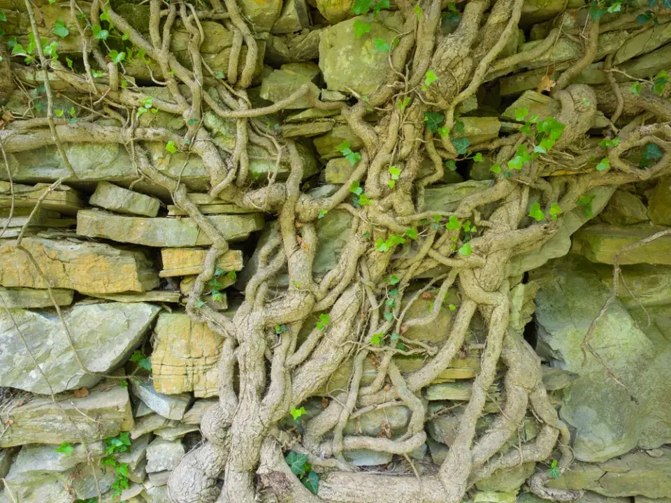 Břečťan (Hedera helix)