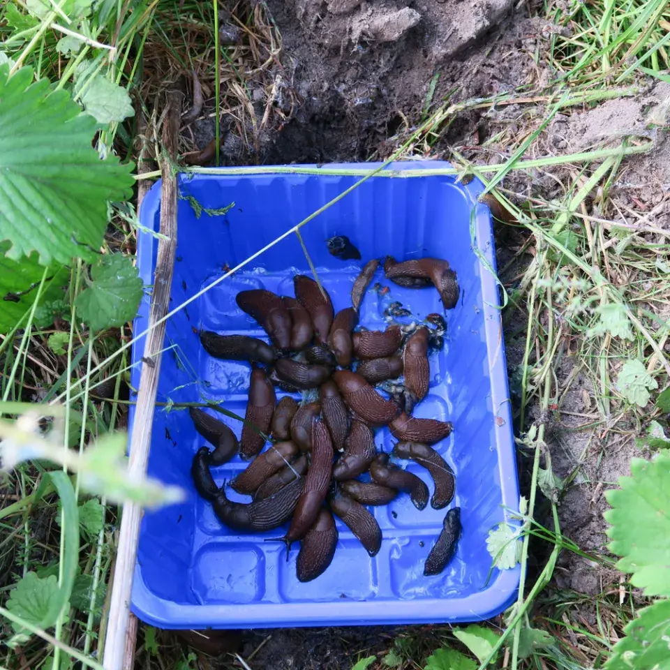 Hubení slimáků pomocí pastí a triky pro ochranu záhonů