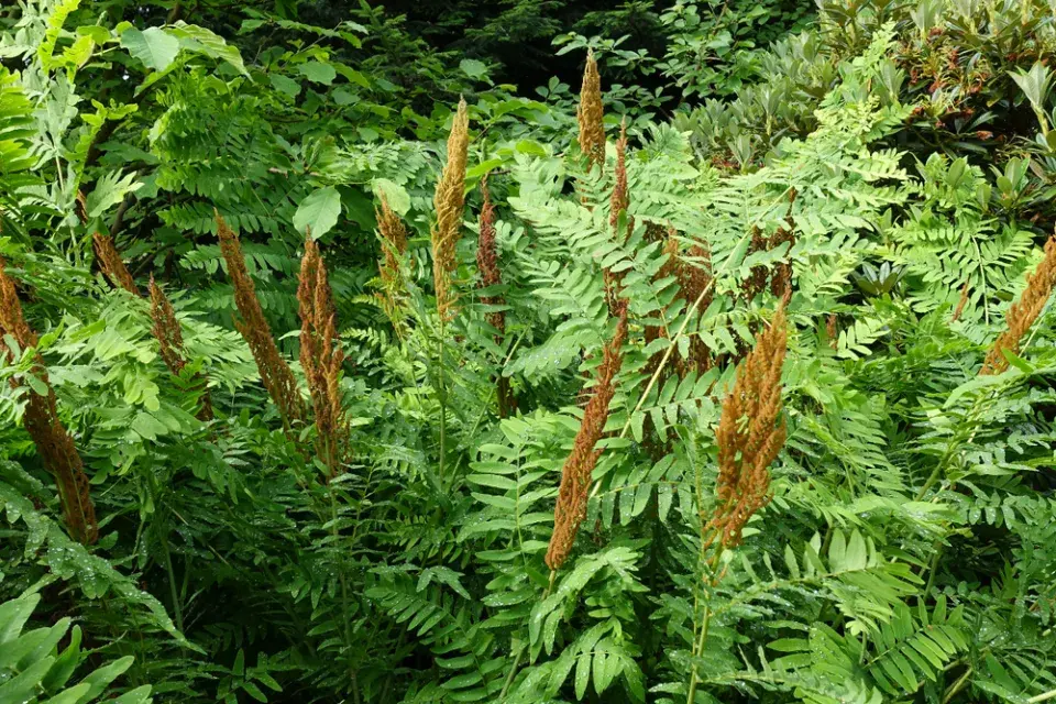 podezřeň královská (Osmunda regalis)
