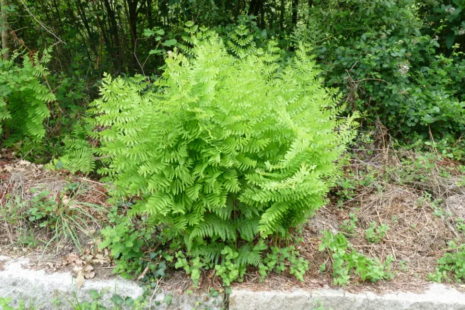 podezřeň královská (Osmunda regalis)