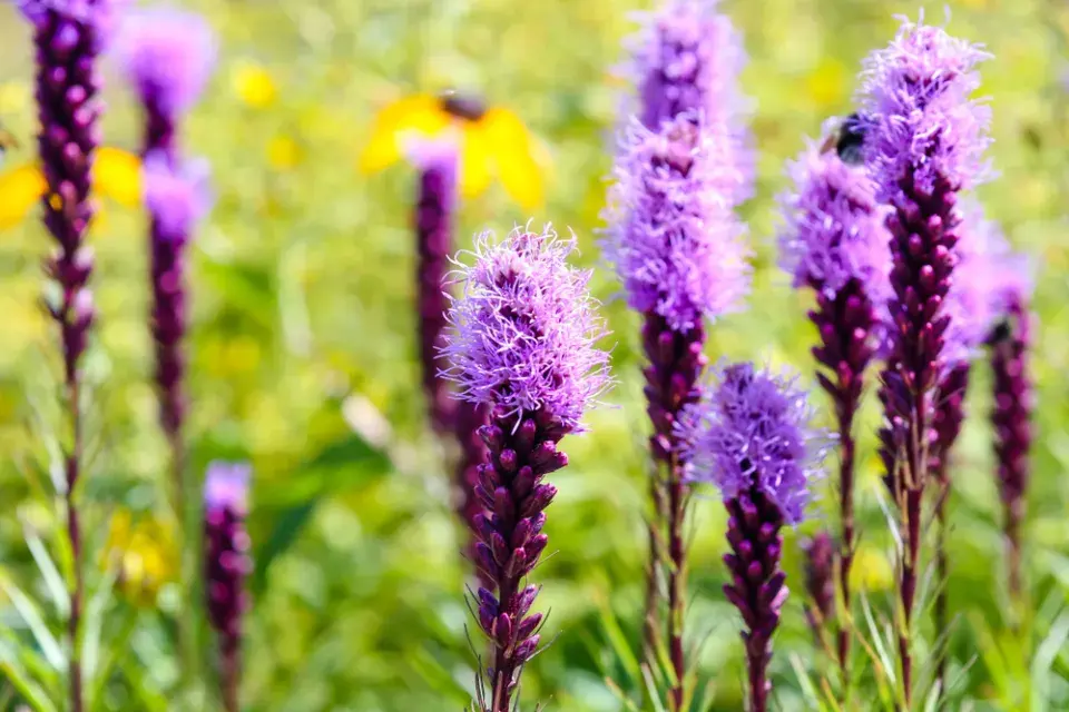 šuškarda klasnatá (Liatris spicata)