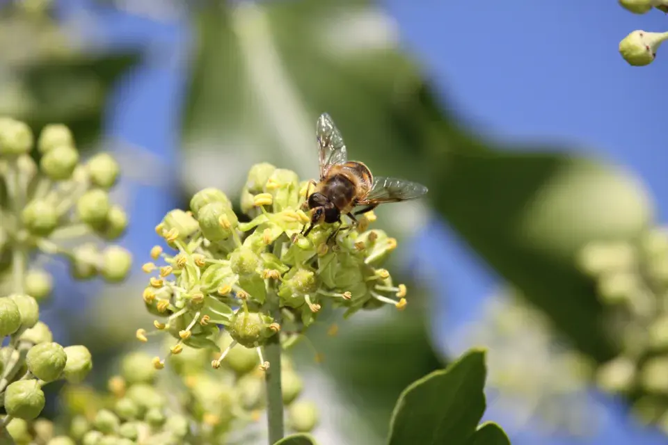 Břečťan (Hedera helix)