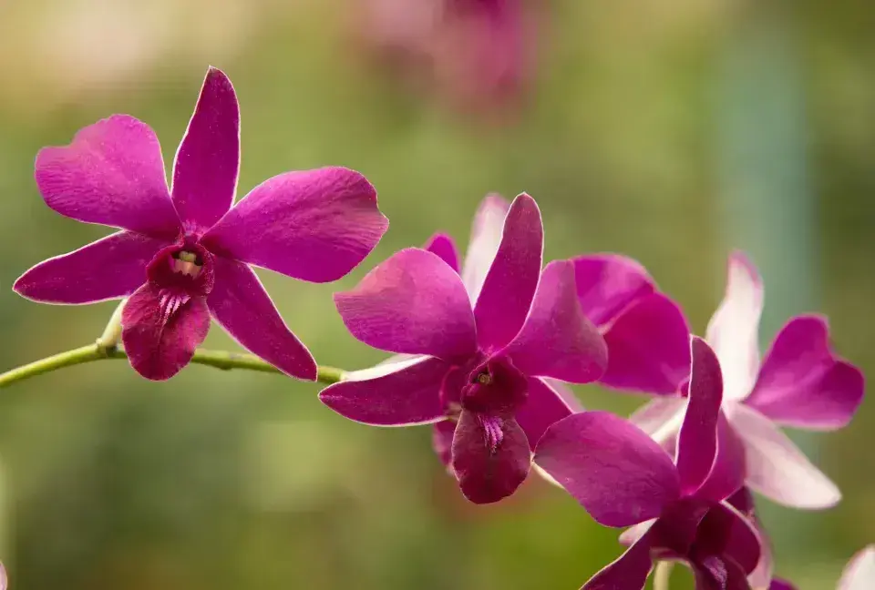 Pěstování orchideje