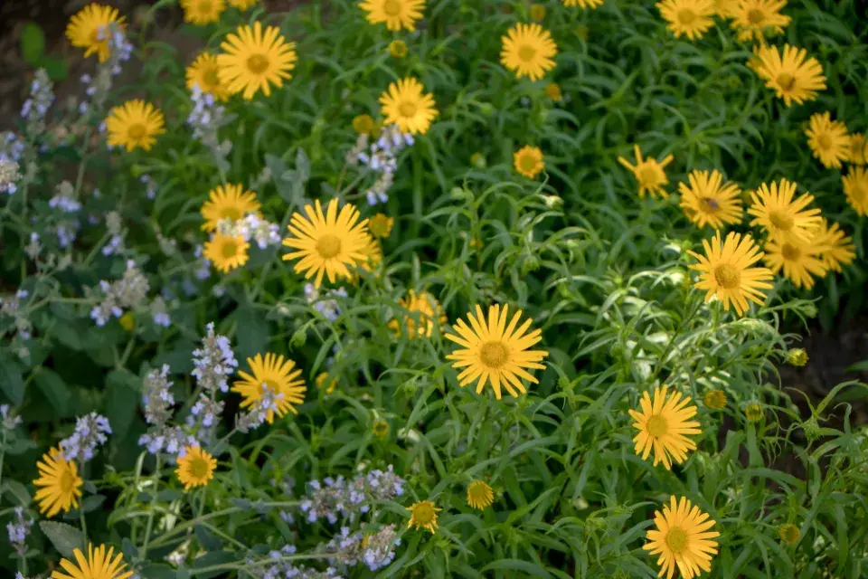 volské oko, volovec vrbolistý (Buphthalmum salicifolium)