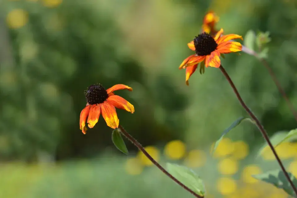 Třapatka trojlaločná (Rudbeckia triloba) 'Prairie Glow'
