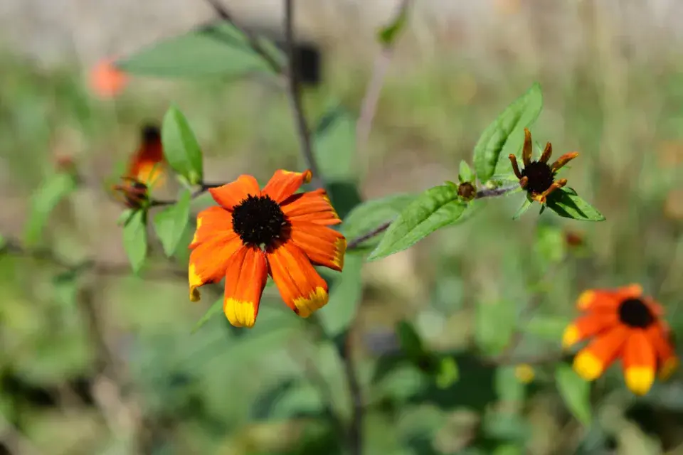Třapatka trojlaločná (Rudbeckia triloba) 'Prairie Glow'