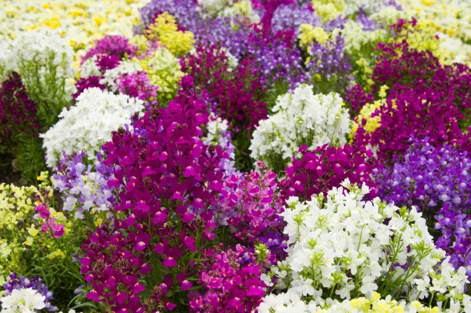 Lnice marocká (Linaria maroccana)