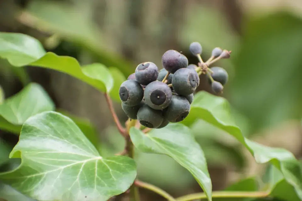Břečťan (Hedera helix)