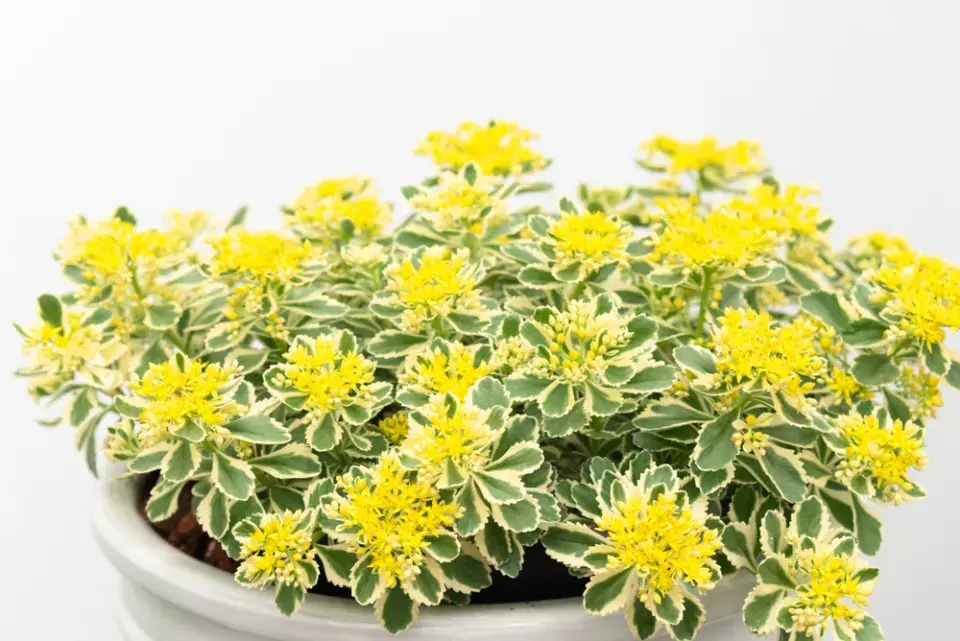 Rozchodník takesimenský (Sedum takesimense) 'Atlantis' 