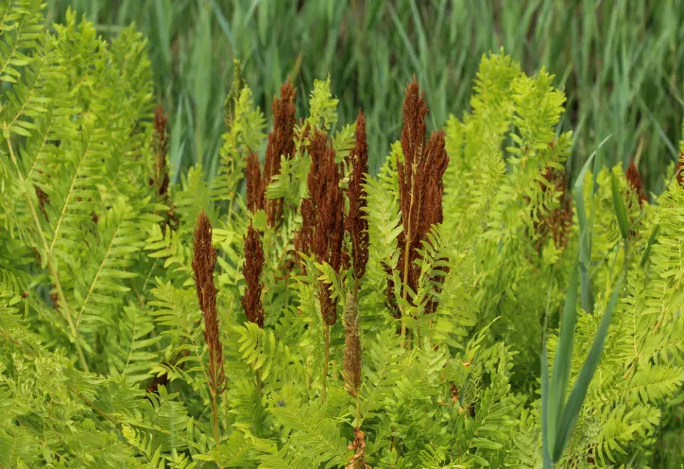 podezřeň královská (Osmunda regalis)