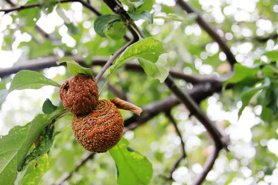 Moniliová choroba
