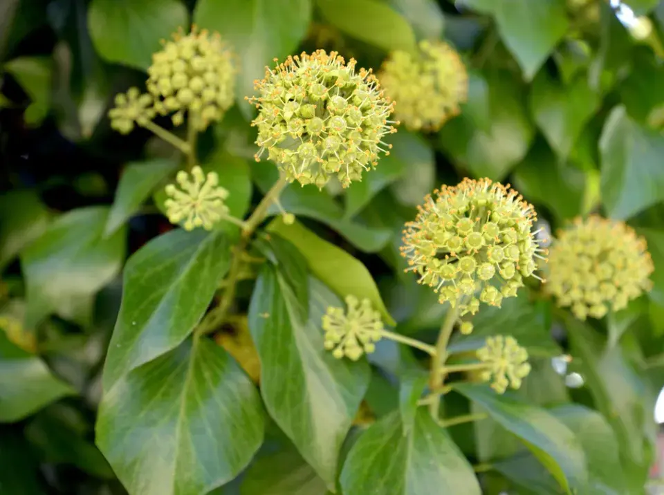 Břečťan (Hedera helix)