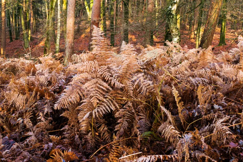 podezřeň královská (Osmunda regalis)