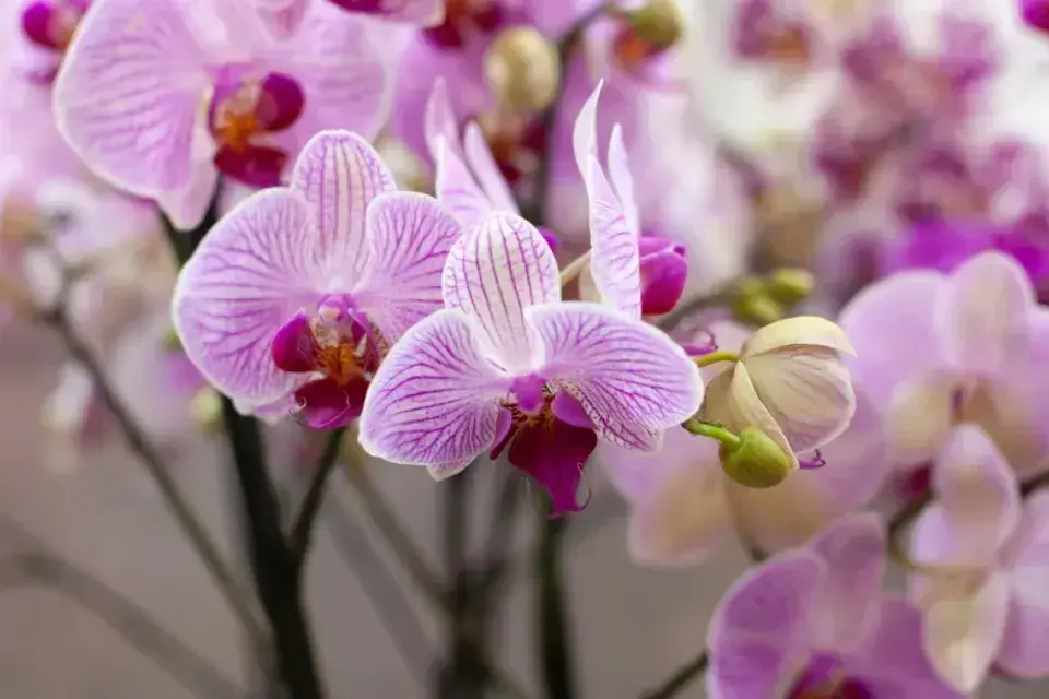 Pěstování orchideje