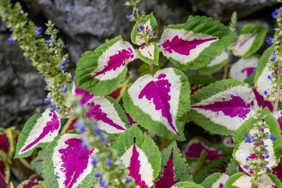 africká kopřiva (Coleus scutellarioides)