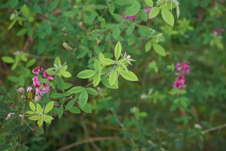 Lespedézie Thunbergova (Lespedeza thunbergii)