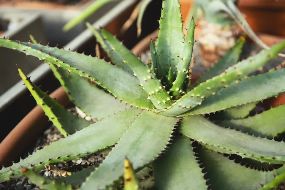 Aloe pravá má ostré okraje dužnatých listů