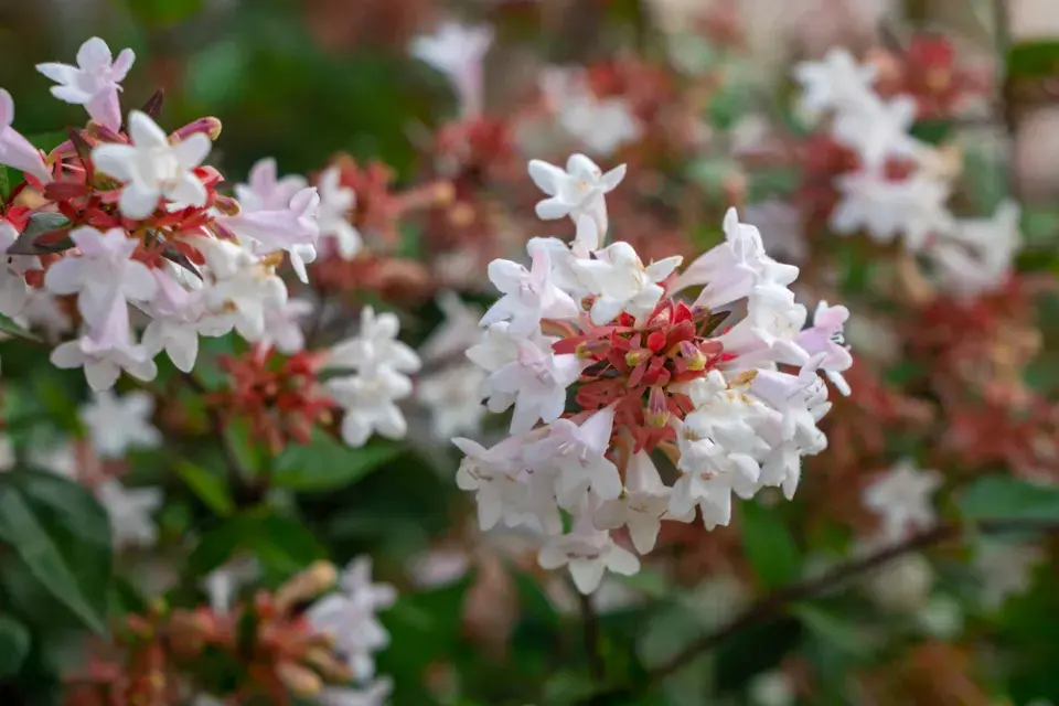 Abélie velkokvětá (Abelia × grandiflora) 