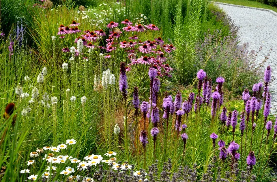 šuškarda klasnatá (Liatris spicata) 