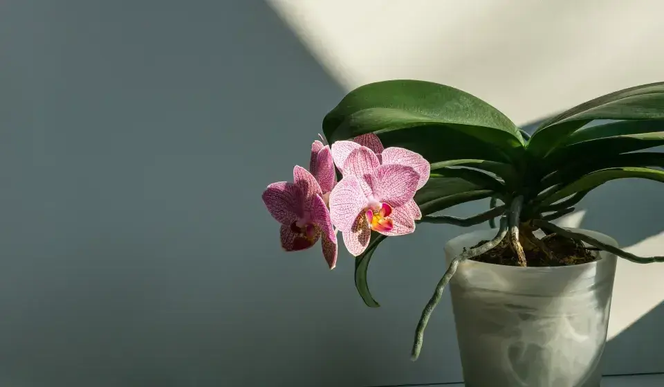Pěstování orchideje