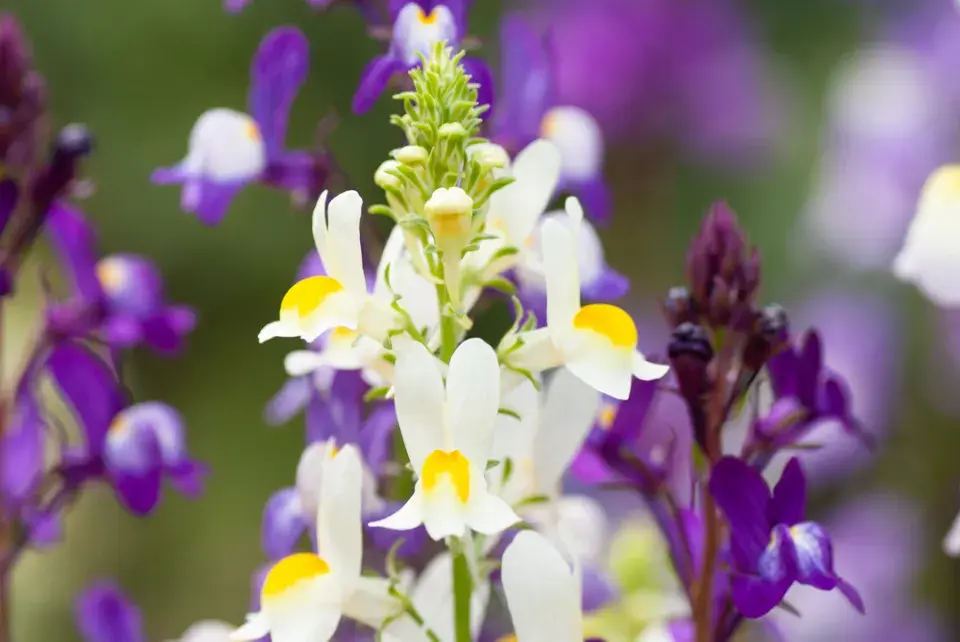 Lnice marocká (Linaria maroccana)