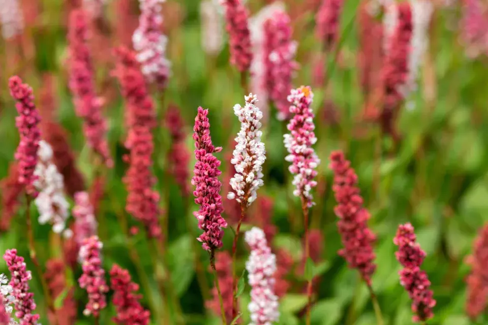 rdesno objímavé (Bistorta amplexicaulis)