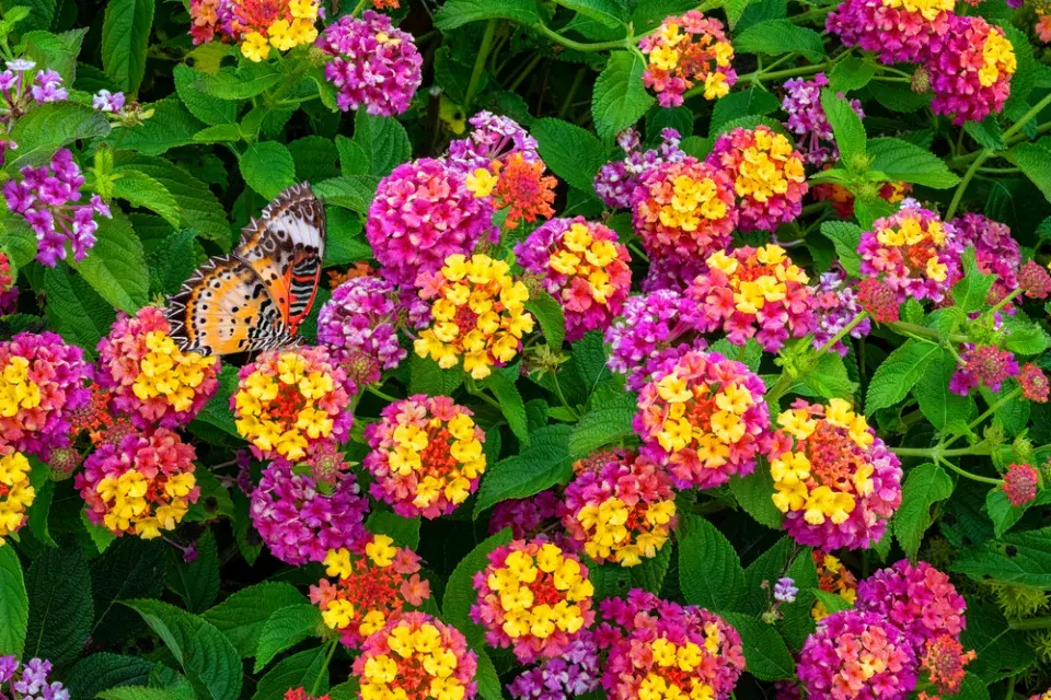 lantana neboli libora měňavá (Lantana camara)