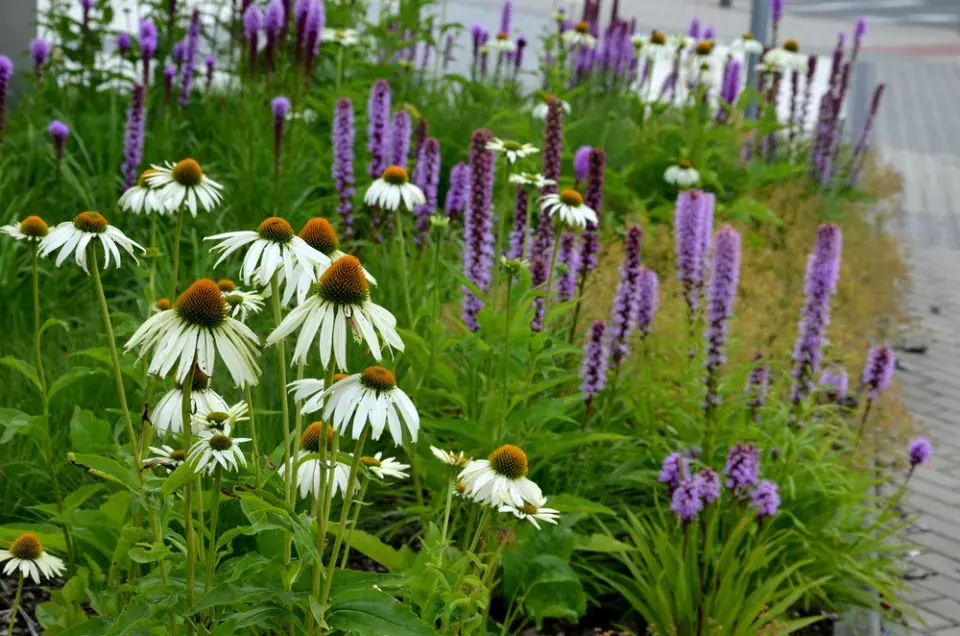 šuškarda klasnatá (Liatris spicata) 