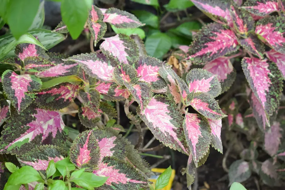 africká kopřiva (Coleus scutellarioides)