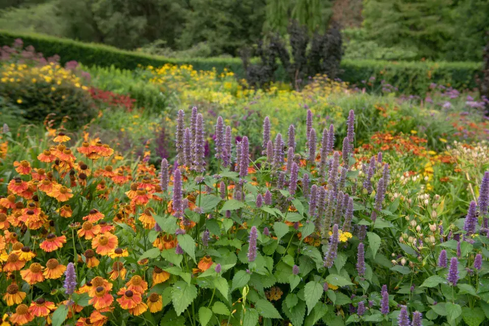 Agastache fenyklová neboli anýzová (Agastache foeniculum)