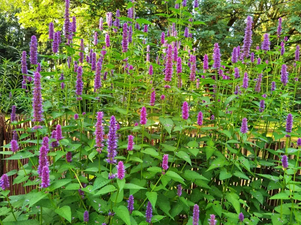 Agastache fenyklová neboli anýzová (Agastache foeniculum)