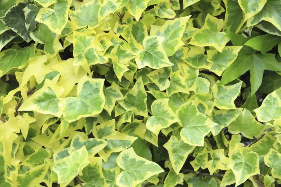 Břečťan (Hedera helix)