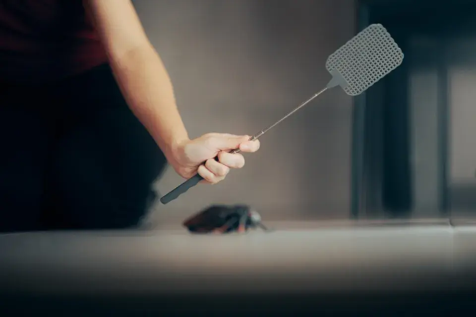 Skořice a bobkový list jako pomoc proti mouchám v bytě
