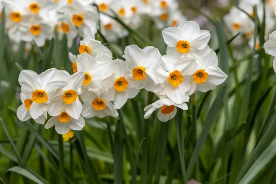 Narcisy kvetou dříve než tulipány