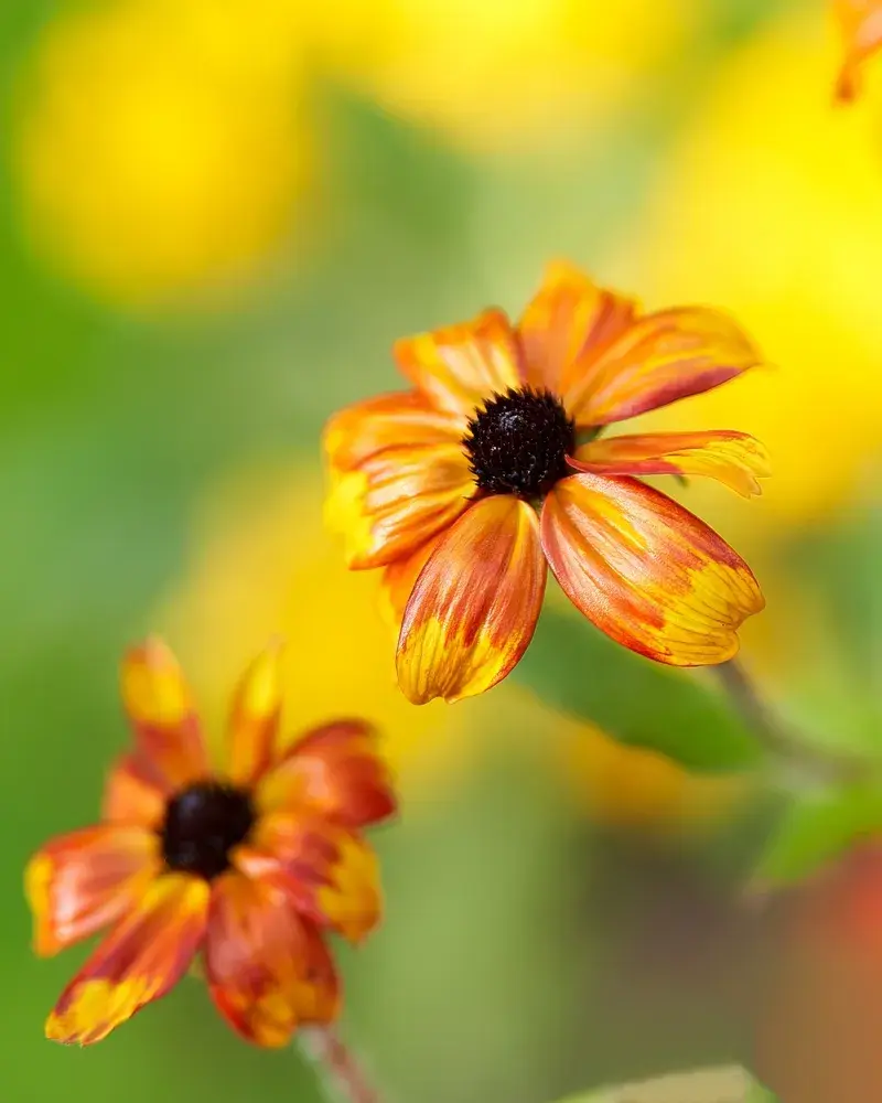Třapatka trojlaločná (Rudbeckia triloba) 'Prairie Glow'