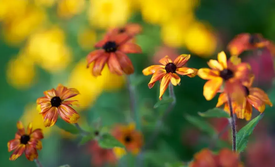 Třapatka trojlaločná (Rudbeckia triloba) 'Prairie Glow'