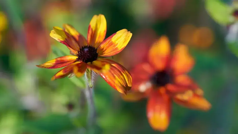 Třapatka trojlaločná (Rudbeckia triloba) 'Prairie Glow'