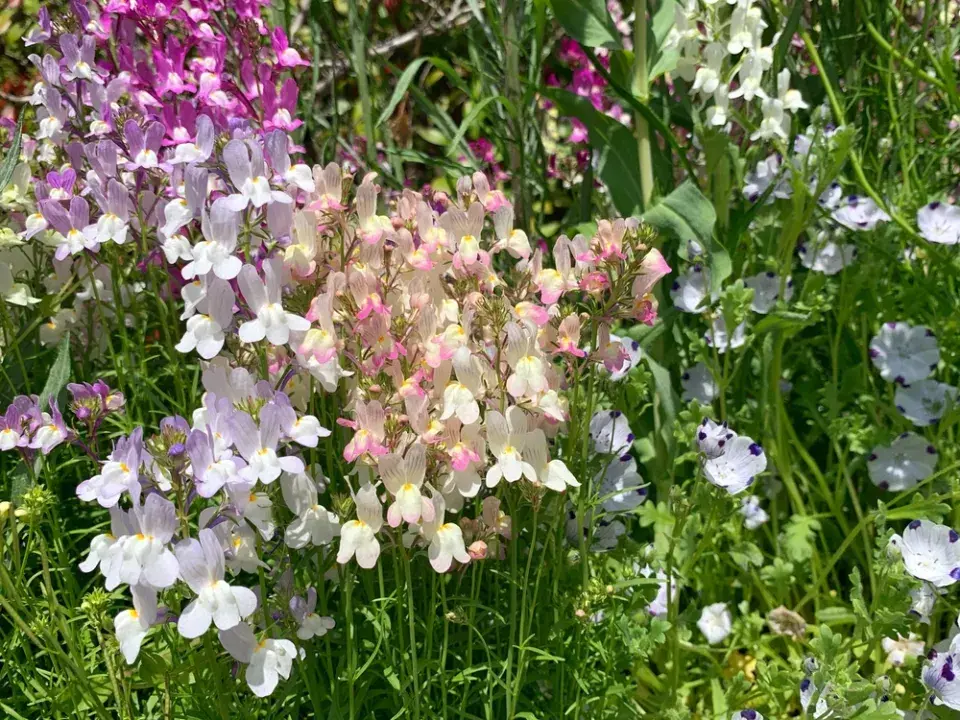 Lnice marocká (Linaria maroccana)